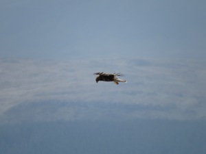 Buzzard - Hunting in the wind
