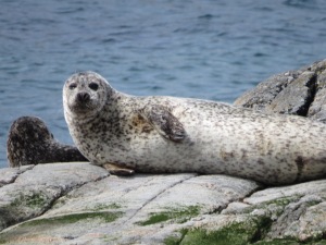 Winking Common Seal